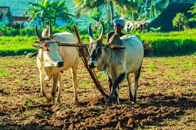 கிளிநொச்சியில் பல கோடி ரூபாய் விவசாய நிதி மோசடி? - சி.ஐ.டி மற்றும் பொலிஸ் தலைமையகத்தில் முறைப்பாடு!